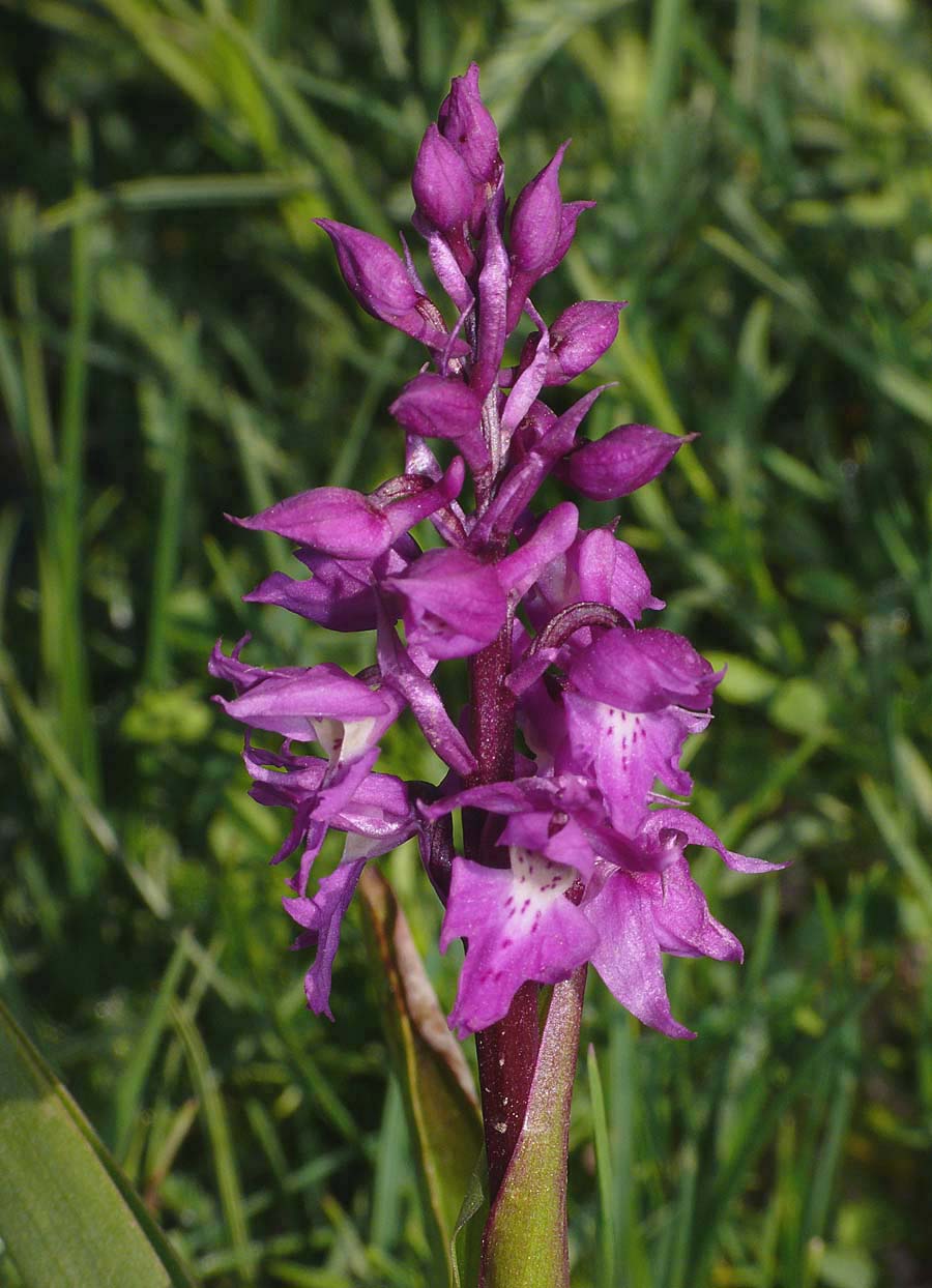 Orchis ovalis